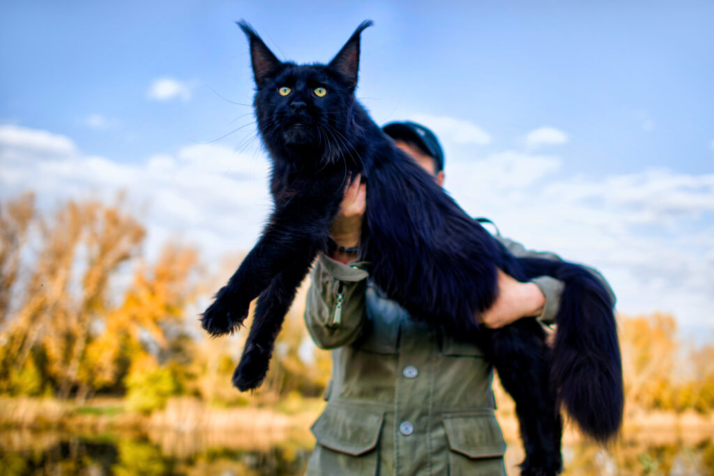 Unraveling the Mystique of Maine Coons: A Comprehensive Guide