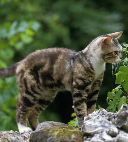 American Wirehair Domestic Cat