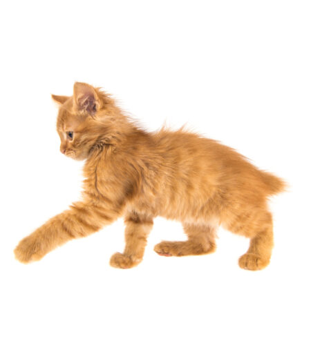 American Bobtail