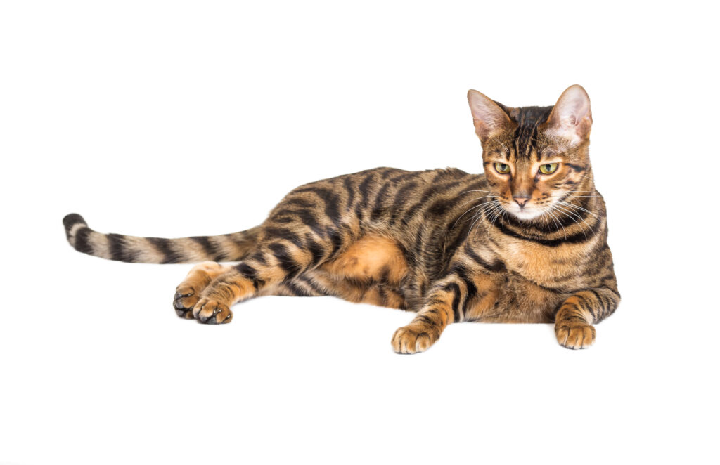 Unraveling the Toyger Cat Breed: Characteristics, Care, and More