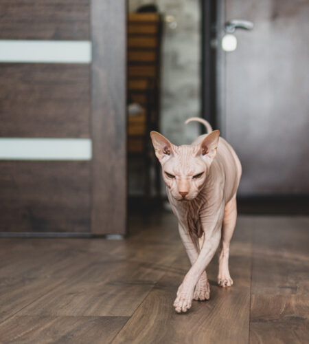 Hairless Cat