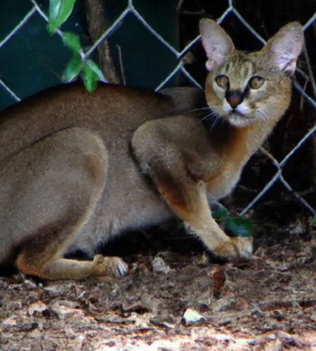 Chausie Cat