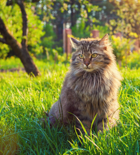 siberian cat