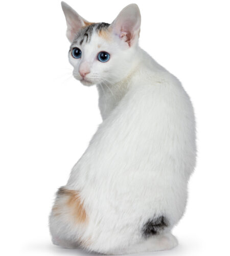 Japanese Bobtail cat