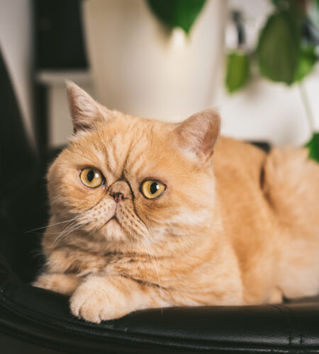 Exotic Shorthair Cat