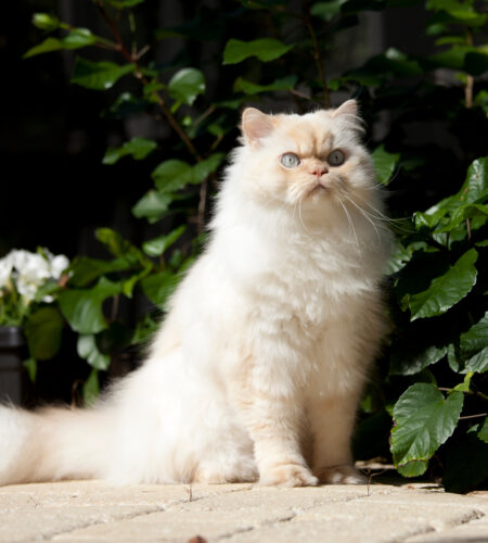 himalayan cat