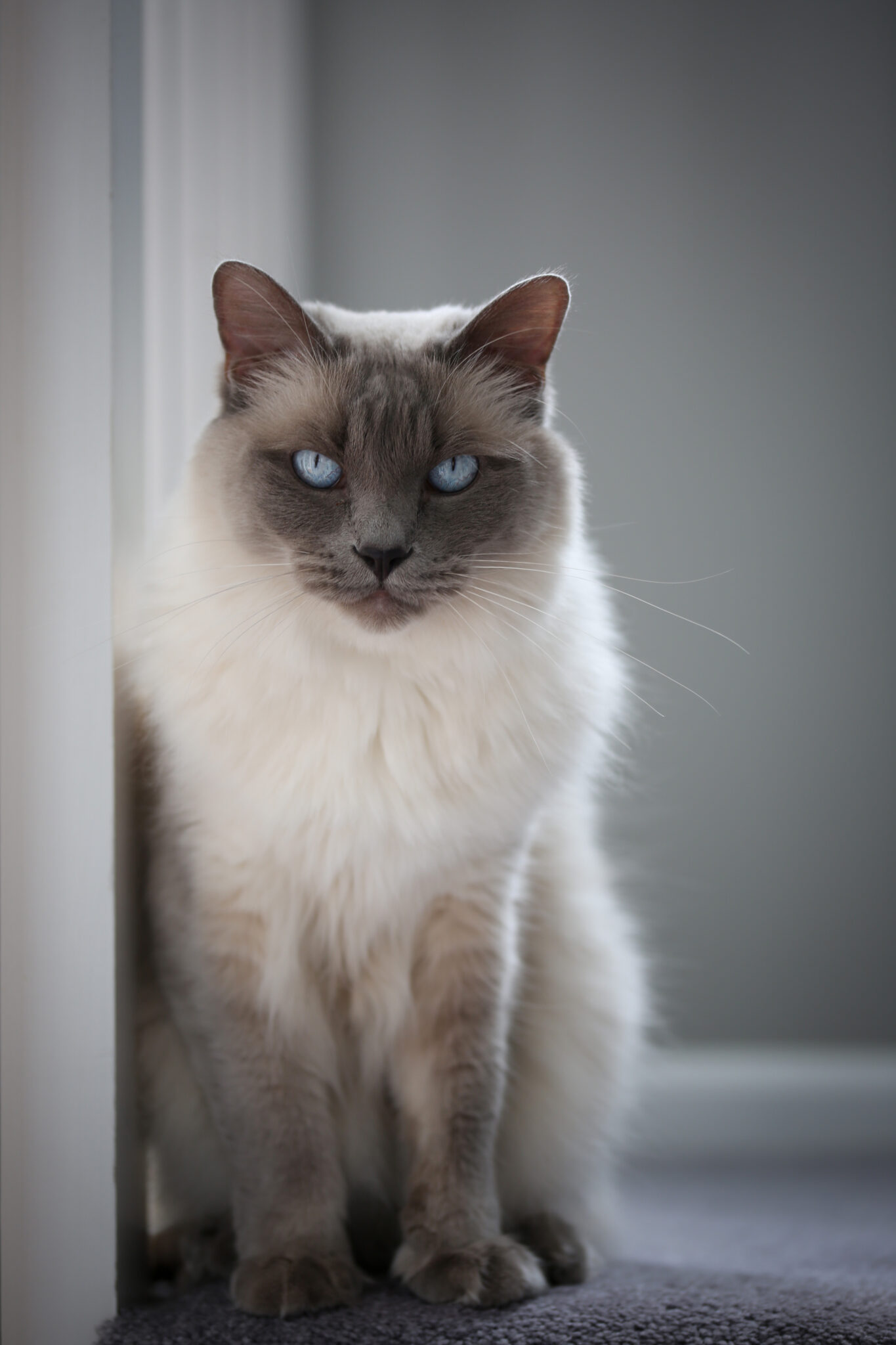 Balinese Cat Breed Profile Characteristics And Care