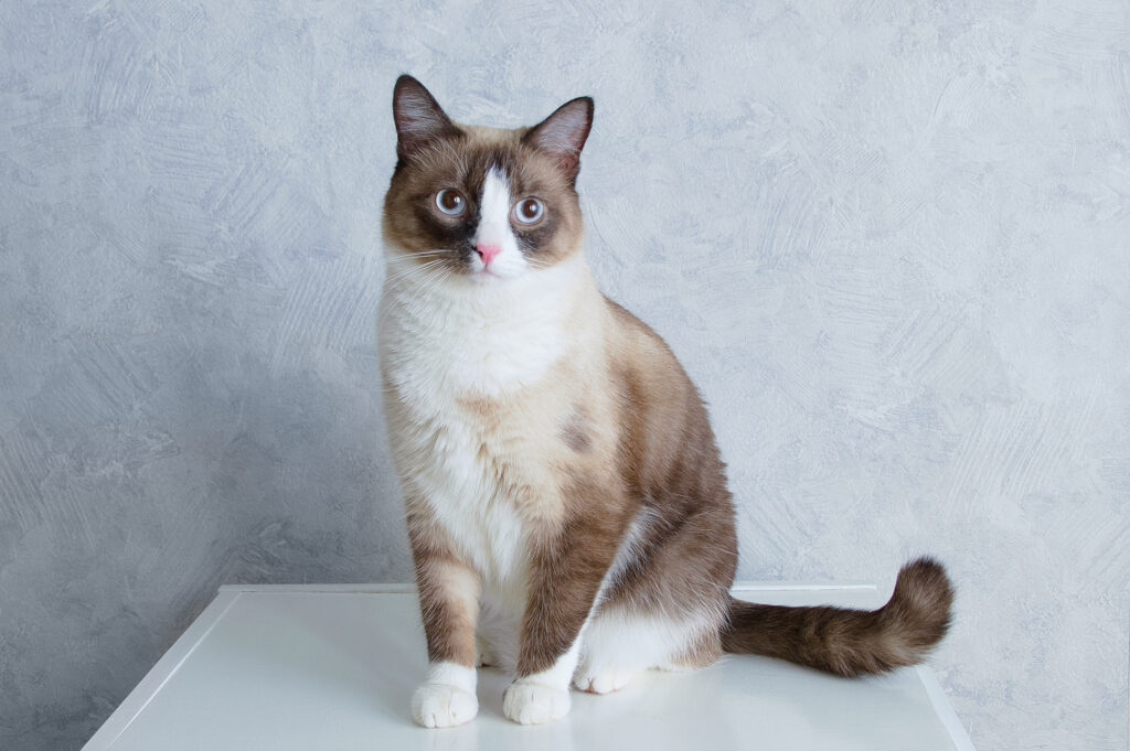 Complete Guide to Snowshoe Cats: Traits, Care & Comparison