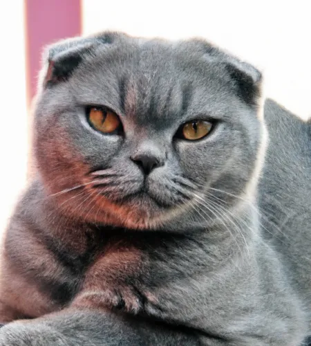 Scottish Fold Cat