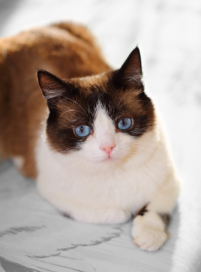 Complete Guide to Snowshoe Cats: Traits, Care & Comparison