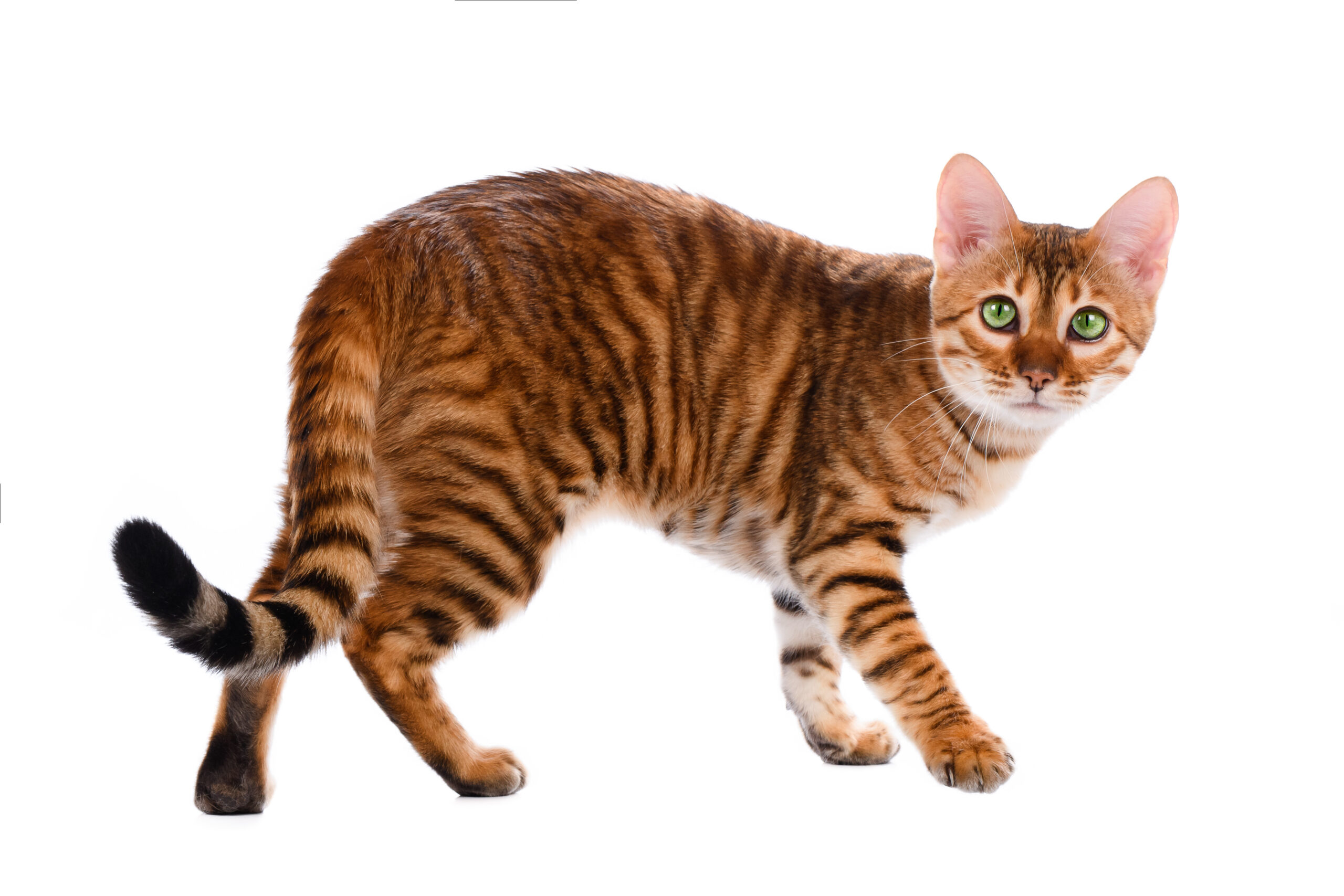 Unraveling the Toyger Cat Breed: Characteristics, Care, and More