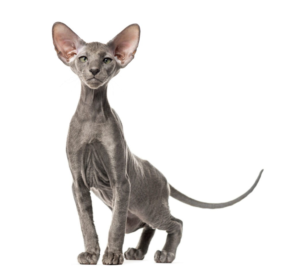 Full Guide to Peterbald Cats: Traits, Care & Comparison